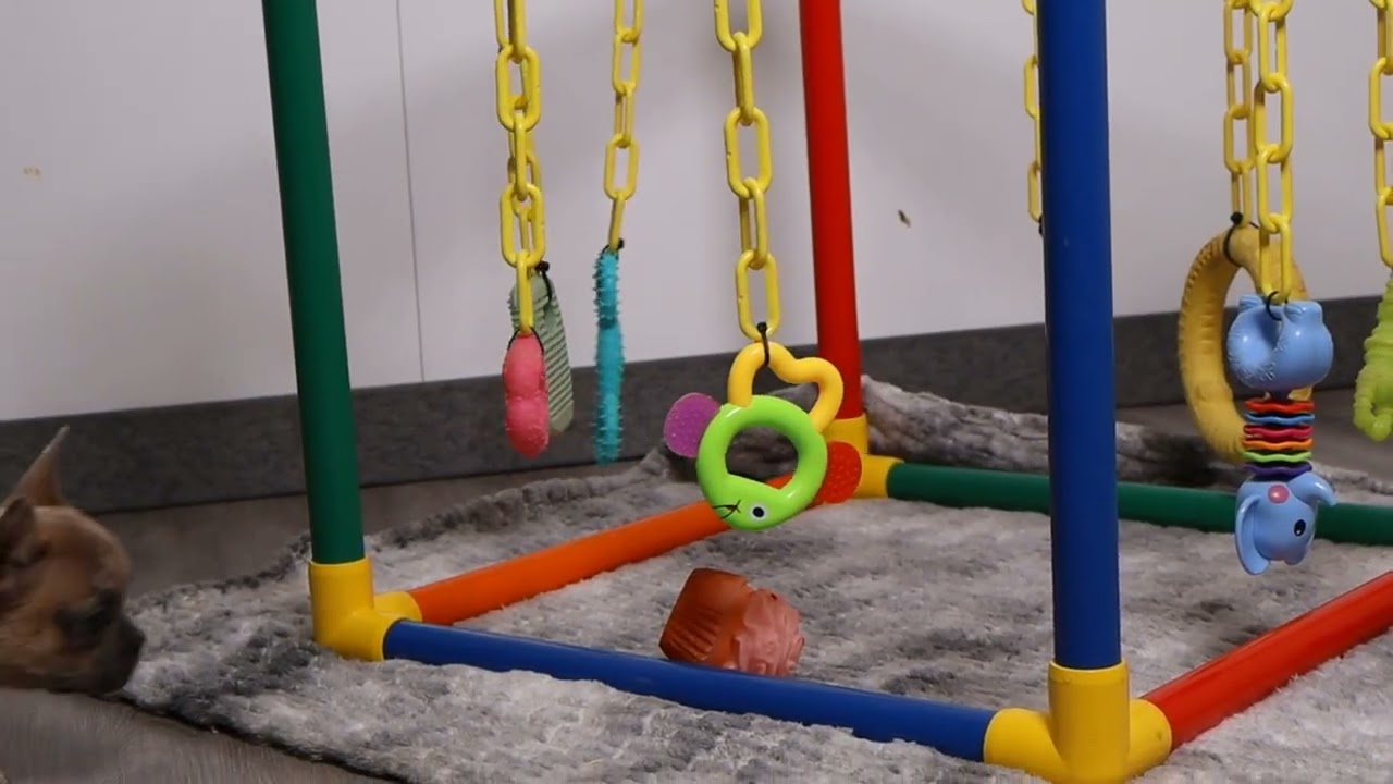 Blue Diamond RWs Regina French Bulldog Litter