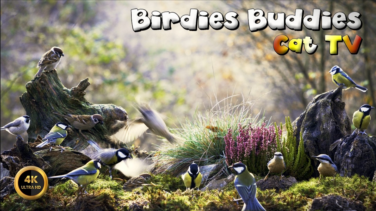 Cat TV for cats to watch 🐈 -  Forest Feathers Together 🦜🌿 (4K)