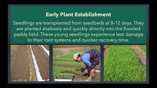 System of Rice Intensification Training