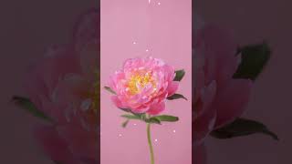 Schönen Frauentag - 8 März - Grüße zum Weltfrauentag