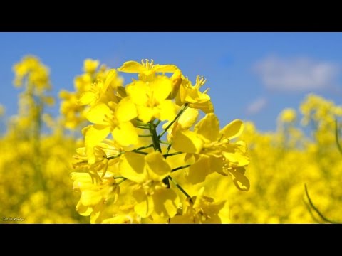 GRABOWIEC - Maj