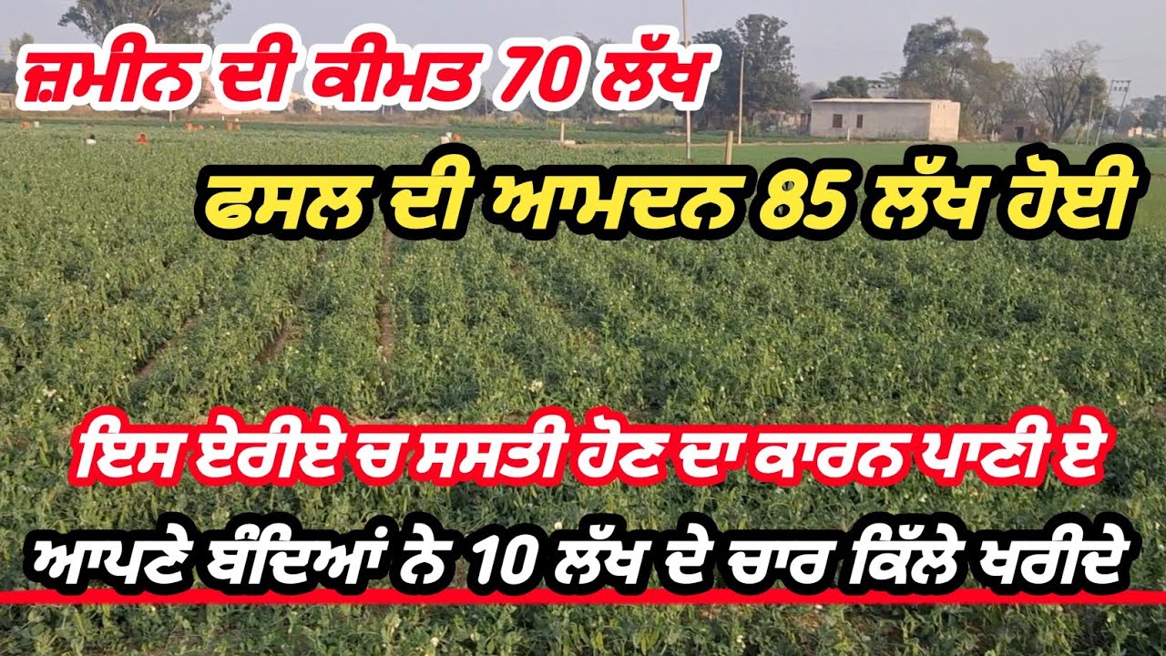 ਢਾਈ ਲੱਖ ਦਾ ਕਿੱਲਾ ਖਰੀਦਿਆ//ਜ਼ਮੀਨ ਦੀ ਕੀਮਤ ਨਾਲੋਂ ਜਿਆਦਾ ਫਸਲ ਨਿਕਲੀ//ਜ਼ਮੀਨ ਸਸਤੀ ਹੋਣ ਕਾਰਨ ਪਾਣੀ ਏ।