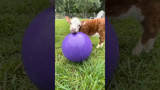 baby cow playing with the ball #shorts