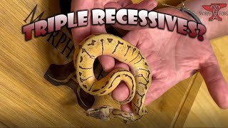 Famous Clutch 5 - Triple recessives ? Pinstripe ball python Wealth