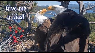 KISS & Great Comeback of Jackie & Shadow! ❤️🦅🦅FIONA 🐿️ & 3H of Serious Renovation Works, Mating ❤️❤️