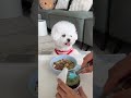 #A day for a delicate puppy#If you don’t have a dog, you don’t know the fun of raising a dog#bichon