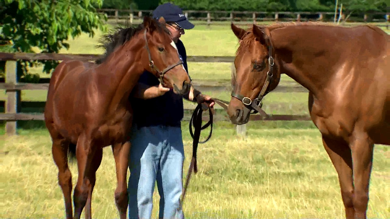 Muhaarar at Shadwell Stud