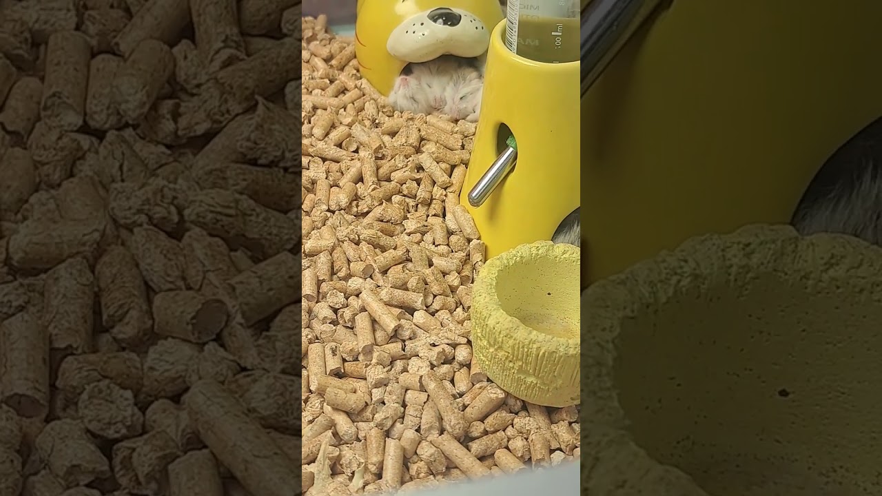 Giant Plentong Johor Bahru Part 4