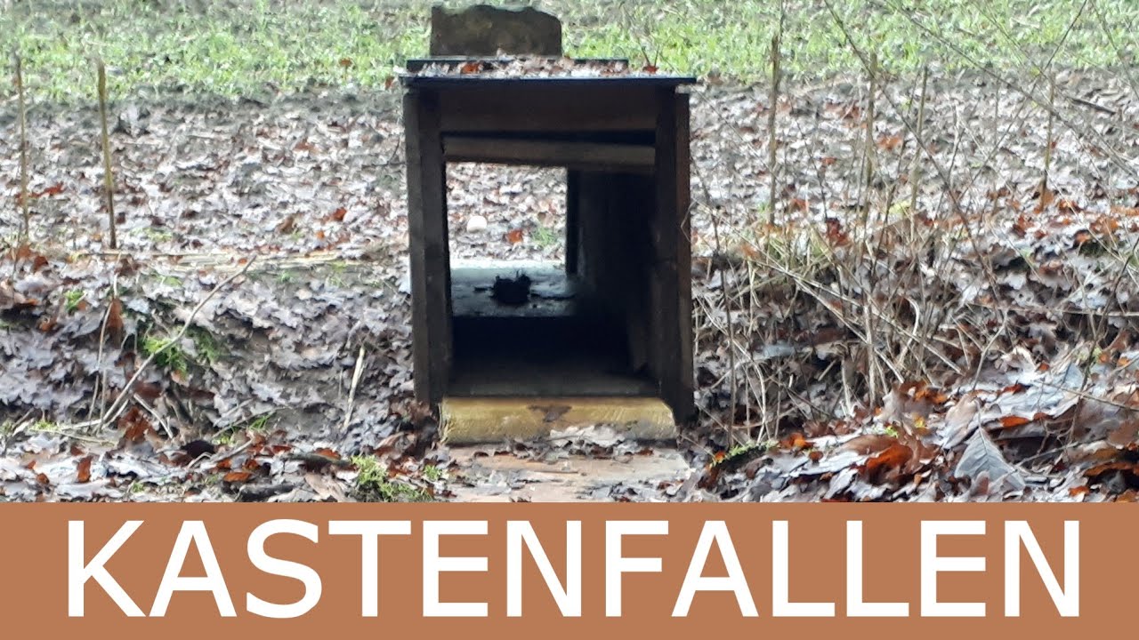 NEUE👁‍🗨Kasten-FALLE🦊von Krefelder-Fuchsfalle//Jagd \u0026 Hund 2024//Fallenjagd//JAGD 2024