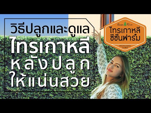 วิธีดูแล “ไทรเกาหลี” หลังปลูก ให้แน่นสวยสุดปัง จาก “ไทรเกาหลี ซีซั่นฟาร์ม” www.ไทรเกาหลี.com