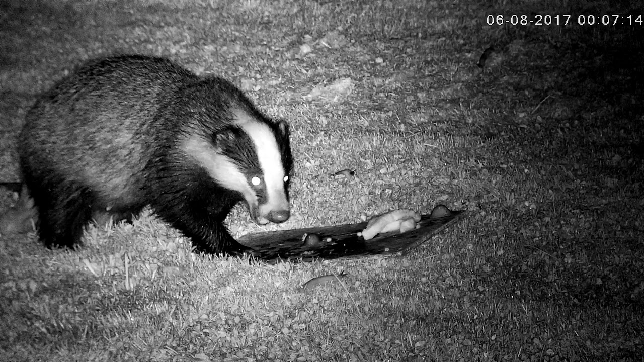 england traduccion Teardrop the badger, finishing off the chips amongst the slugs!