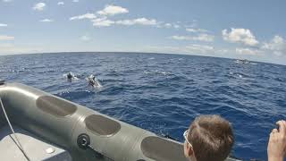 Download Lagu Azores - Pico - Whale Watching MP3