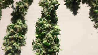 #MonsterBud #loud #drycure #weed #420fam