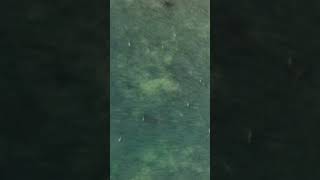 Over 20 Sandbar Sharks in 1-3ft of water- Montauk NY 7/19/25!