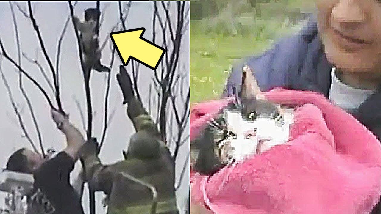 After being lost for 3 days, a cat is rescued from a tree and returned ...