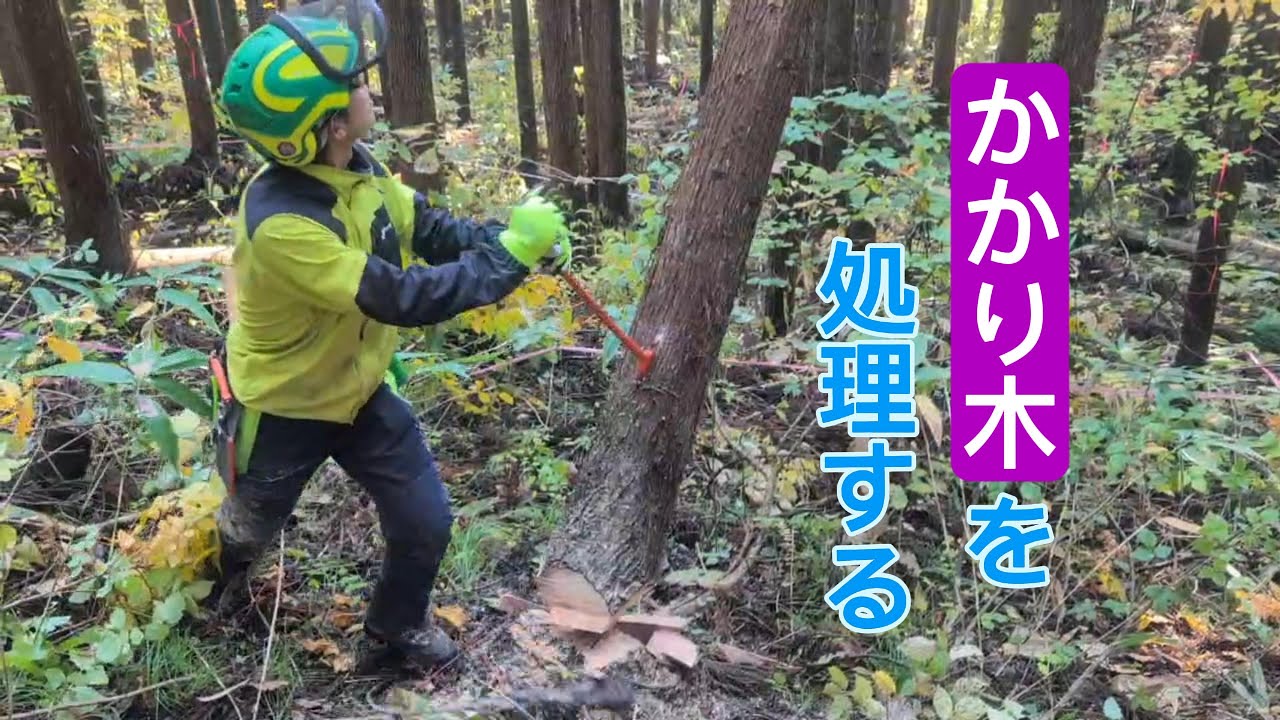 【間伐】これが最も安全なかかり木処理！