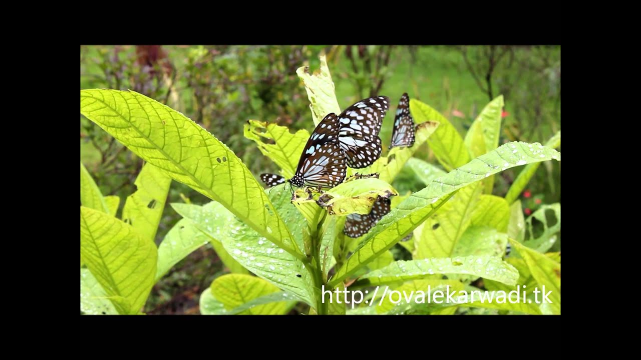 Ovalekar Wadi Butterfly Garden,Thane(w),Maharashtra,India YouTube