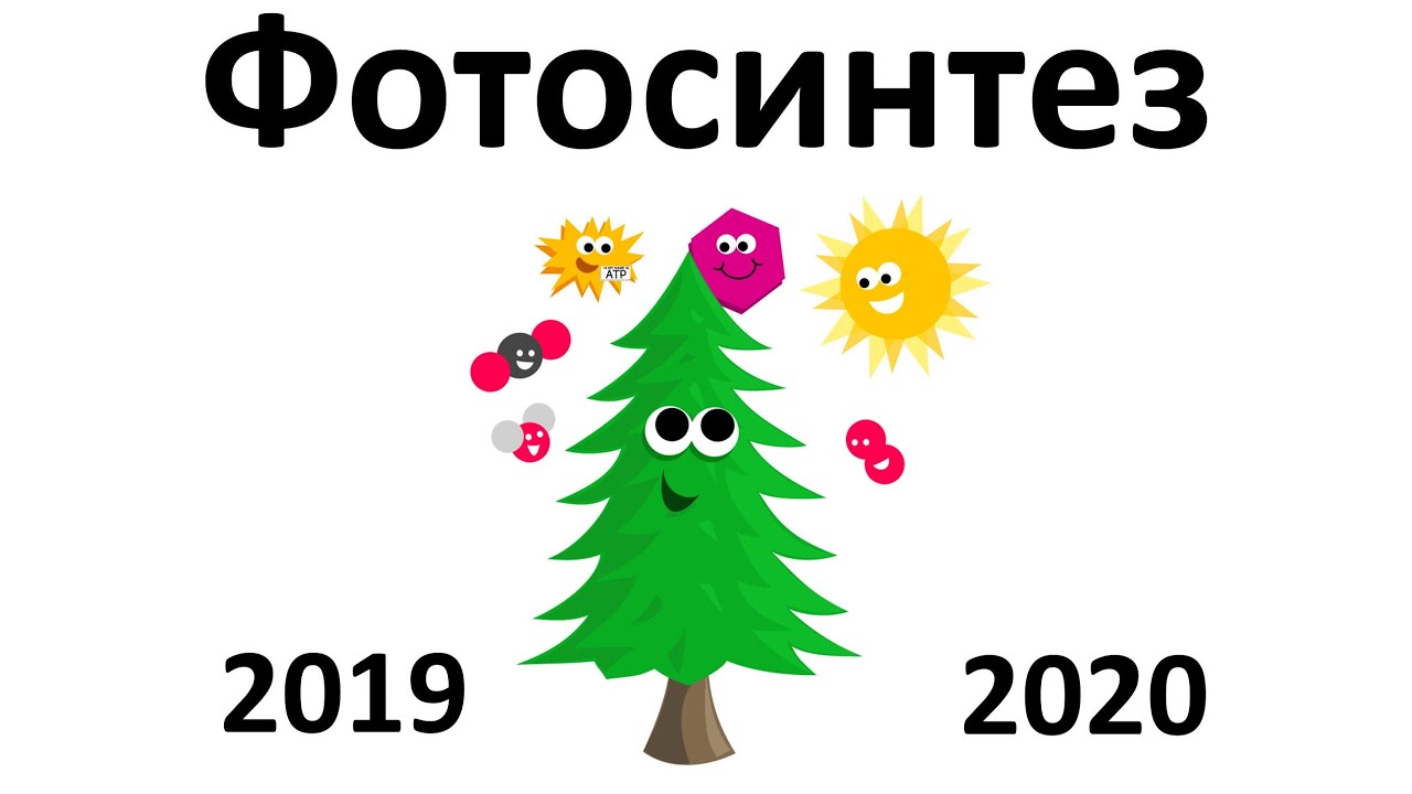 10. Фотосинтез (6 класс) - биология, подготовка к ЕГЭ и ОГЭ 2020