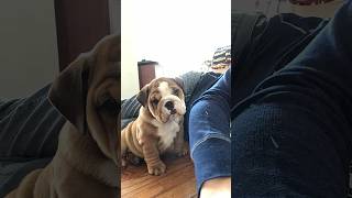 Puppy Hank (2020) #englishbulldog #puppy