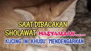 MASYAALLOH...LIHATLAH❗ KUCING INI SANGAT KHUSU' SAAT MENDENGARKAN SHALAWAT