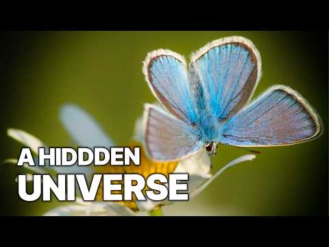 A Vanishing Paradise | The Hidden World of the Meadow