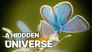 A Vanishing Paradise | The Hidden World of the Meadow