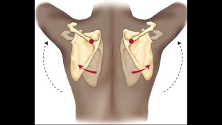 Scapular cues and movement during the bench press, military press and rowing