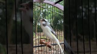 Download Lagu canary song #birdsounds #canary #canarysinging #canarysong #birds #birdsinging #animals #bird MP3