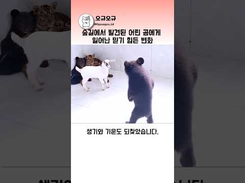 숲길에서 발견된 어린 곰에게 일어난 믿기 힘든 변화 #곰구조 #동물감동 #야생동물구조 thumbnail