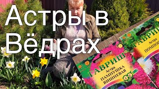 АСТРЫ от Гавриш  в вёдрах.  Посадка астр для ленивых.