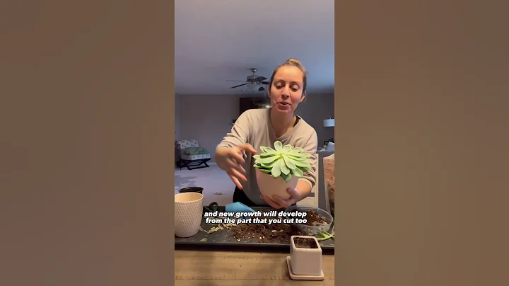 How to fix a leggy (stretched) succulent? #plantcare #succulents #succulentcare