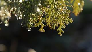 meet tree brand movie
