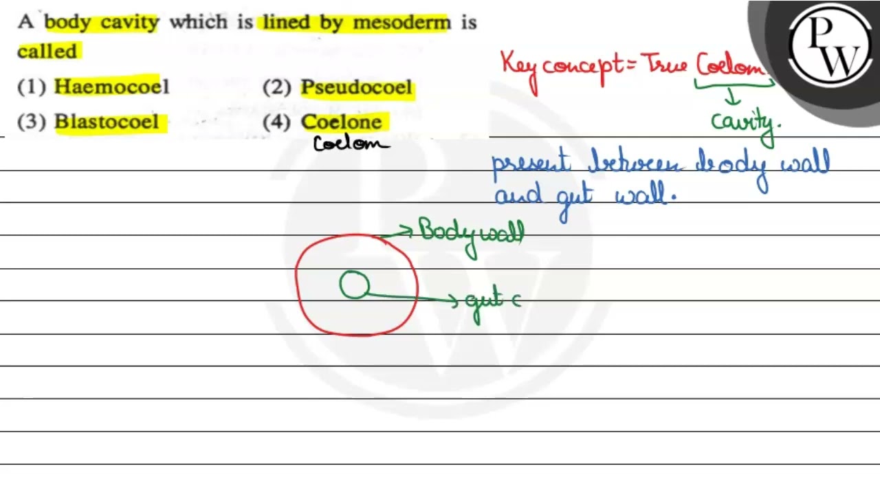 A body cavity which is lined by mesoderm is called
\( \mathrm{P} \)
(1) Haemocoel
(2) Pseudocoel...