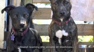 Rocket Dog Rescue