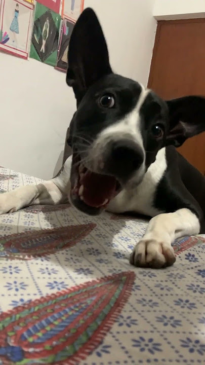 Finally Found what niki was doing #niki #dogs