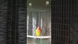 Olive Fisher Euwing & Green Fisher Opaline Lovebirds