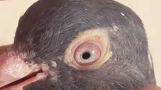 40 plus main performance ki tip 2