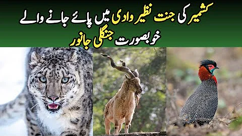 Wildlife of Azad Jammu and Kashmir | Beautiful Wild Animals found in AJK | Wildlife of Pakistan