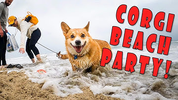 Corgi Beach Party @ Dog Beach in Huntington Beach, California!  Over 1,000 Corgis [Extended Cut]