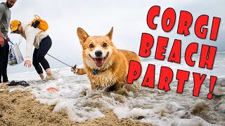 Corgi Beach Party @ Dog Beach in Huntington Beach, California!  Over 1,000 Corgis [Extended Cut]
