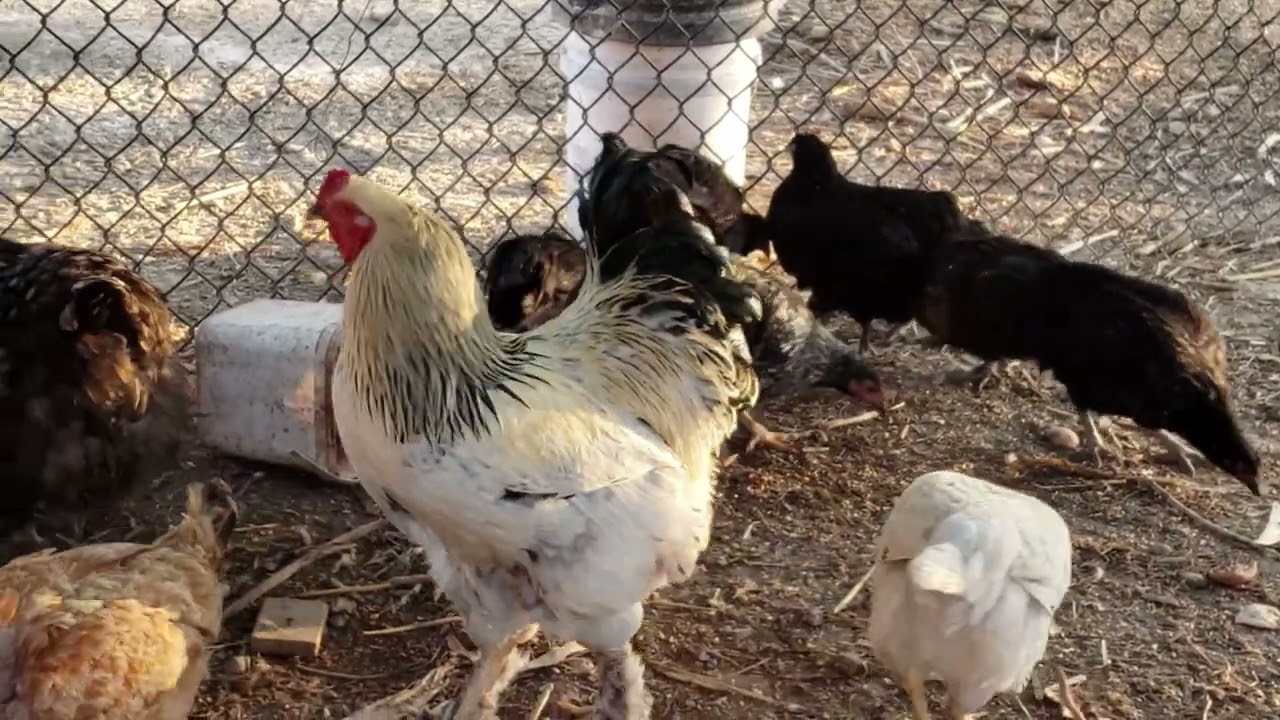 POLLOS GIGANTES **** gallina Cochin o Cochinchina***UNA MASCOTA PARA