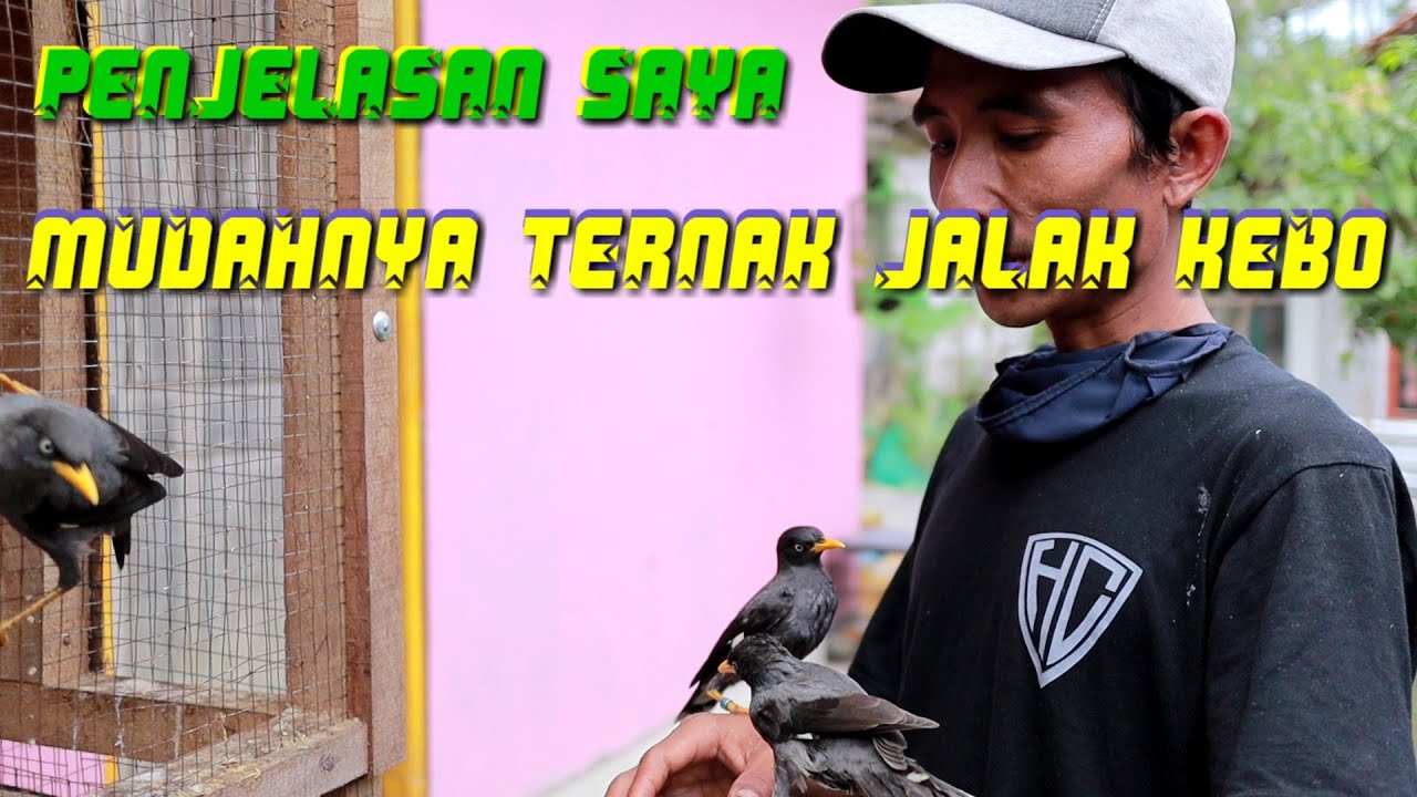 ternak burung jalak kebo dari nol,di jamin bisa