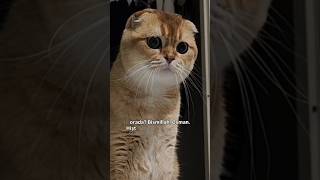Bal kedim 😂 #like #viral #cat #catlife #shorts #shortvideo #youtubeshorts #funny #cute #viralvideo