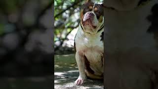 American Original Pitbull Usa Import