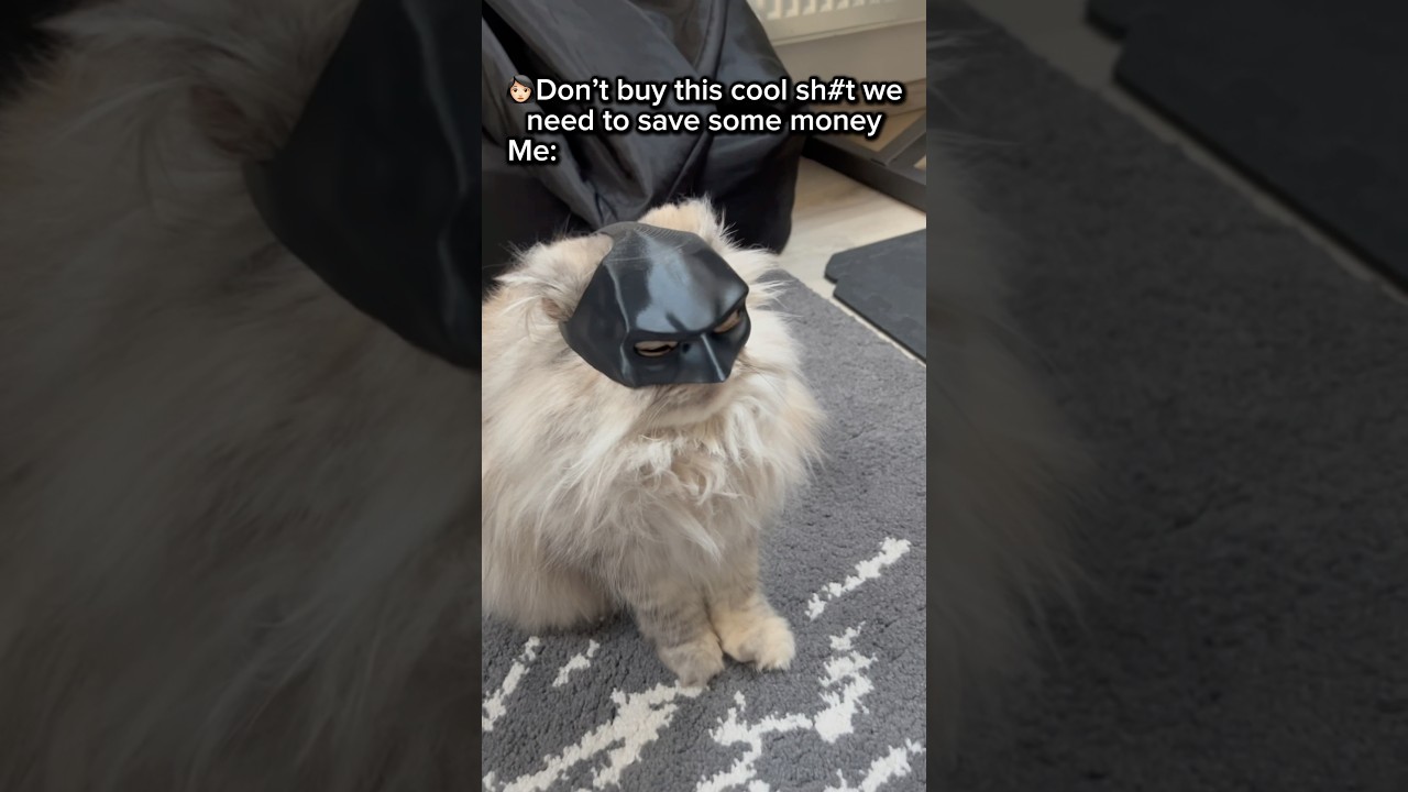 The BATCAT 🦇🐈‍⬛