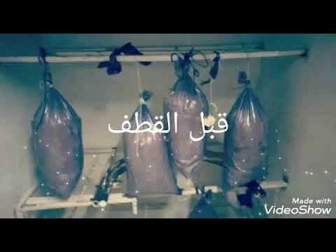 فطر محاري