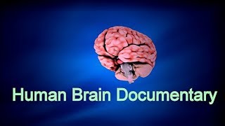 Facts about Human Brain   How Brain Works - Full Documentary