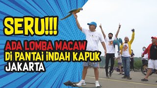 EXCITING!!! THERE'S A MACAW COMPETITION AT INDAH KAPUK BEACH, JAKARTA