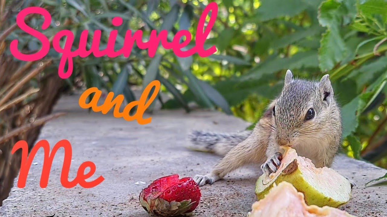 Squirrel eating fruits cute Squirrel Chipmunk Mobile