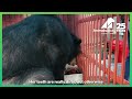 Animals Asia rescues two moon bears from 20 years on a bile farm
